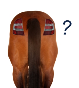 Horse-butt-with-tail-lights